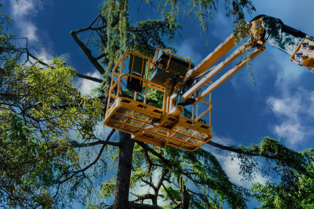 Why Choose Our Tree Removal Services in Hermitage, PA?