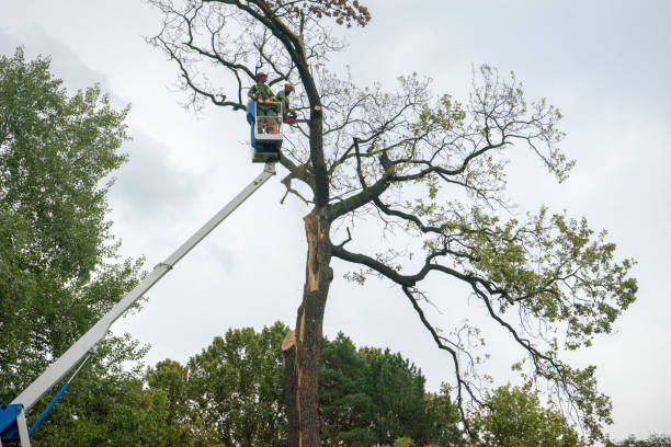 Best Tree Cabling and Bracing  in Hermitage, PA