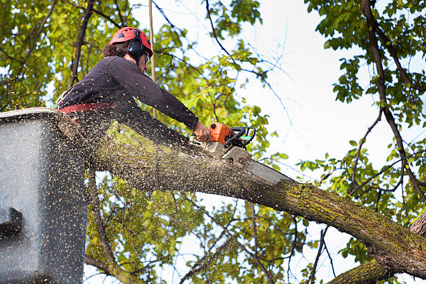 Best Storm Damage Tree Cleanup  in Hermitage, PA